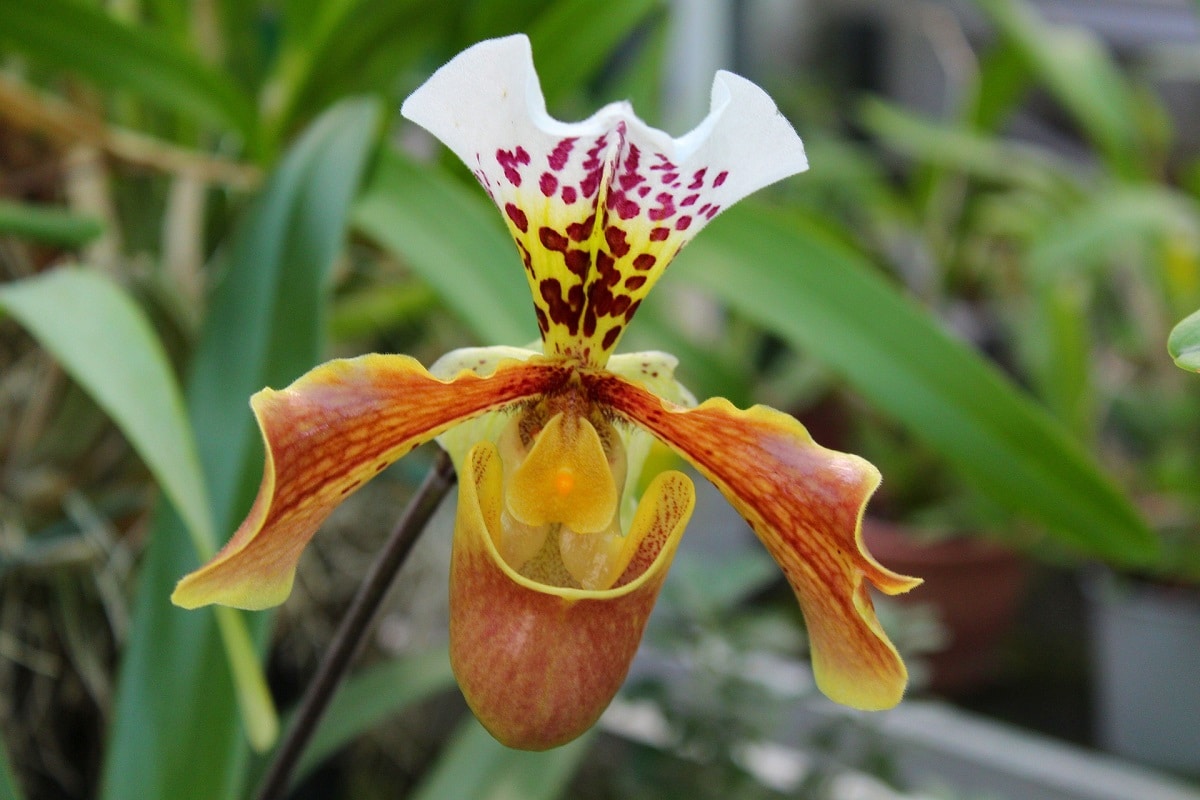 Come coltivare il Paphiopedilum: l’Orchidea Pantofola di Venere