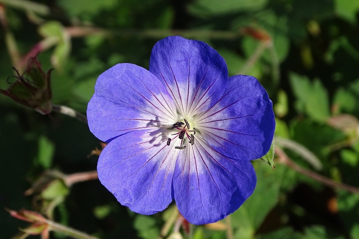 Come coltivare il Geranium Rozanne: il Geranio Blu