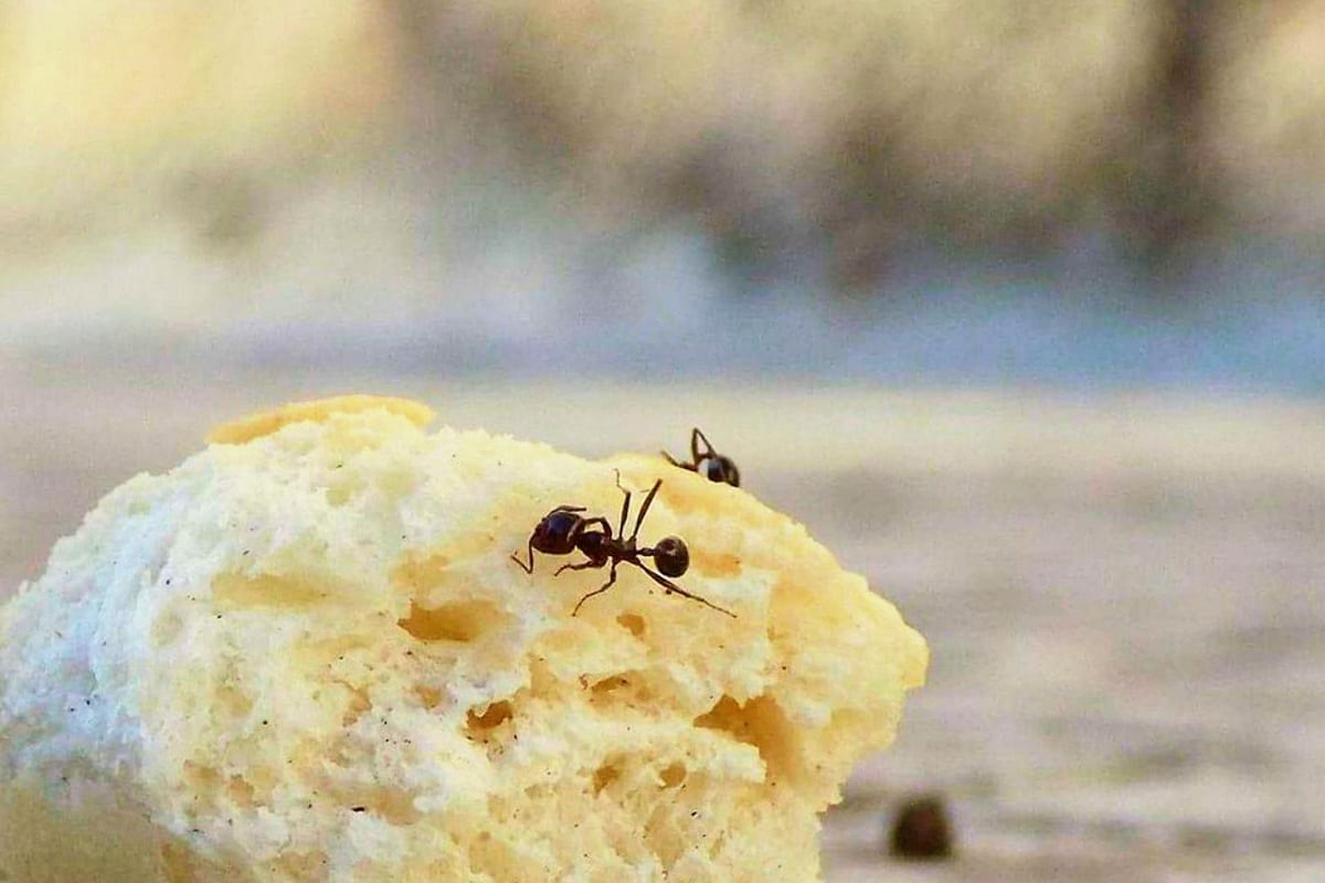 Perché ci sono le formiche in casa? Come eliminarle in modo naturale e risolvere il problema