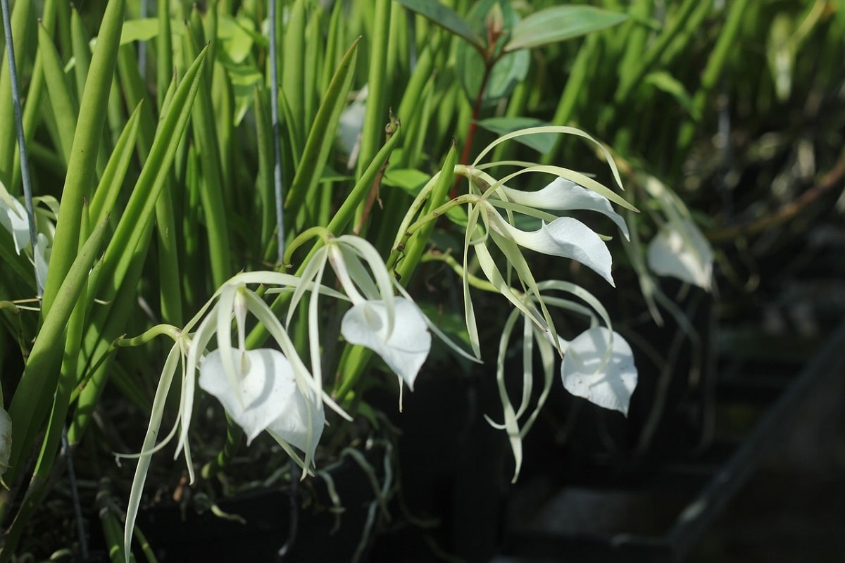Come coltivare la Brassavola: una Orchidea con fiori spettacolari