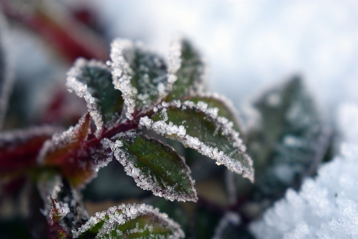 7 consigli per difendere dal freddo le piante del terrazzo