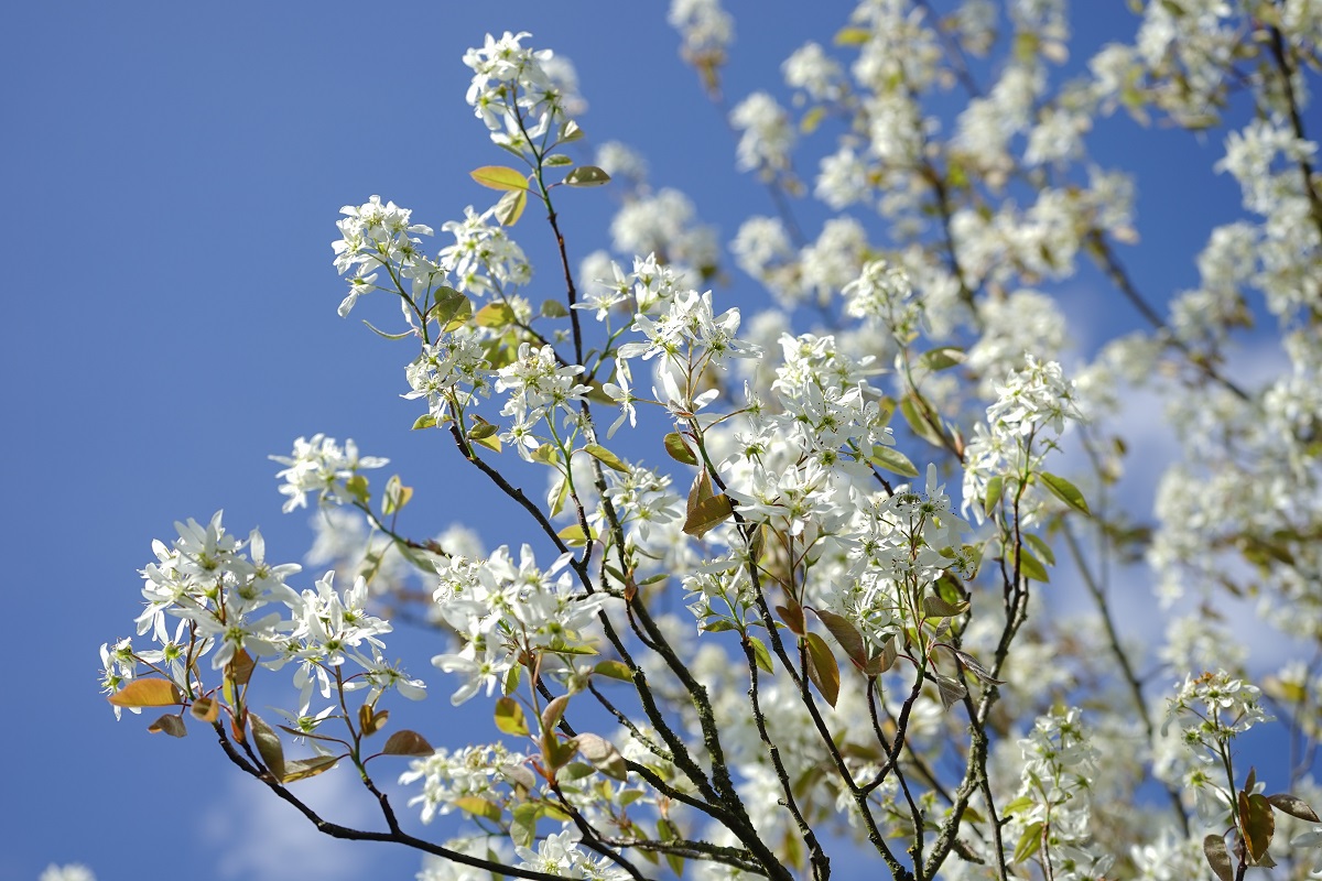 Amelanchier lamarckii