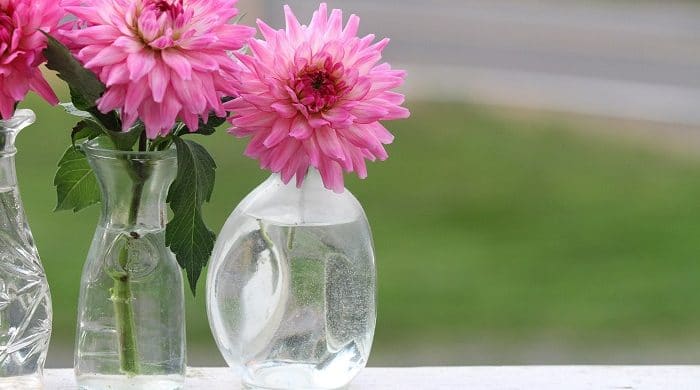 Conserva tus plantas secas cortadas para decorar el hogar. 6 consejos prácticos