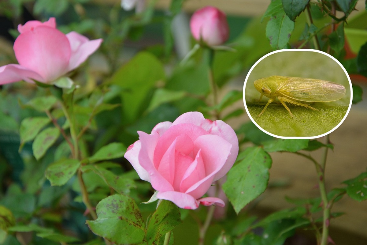 Cicaline delle Rose