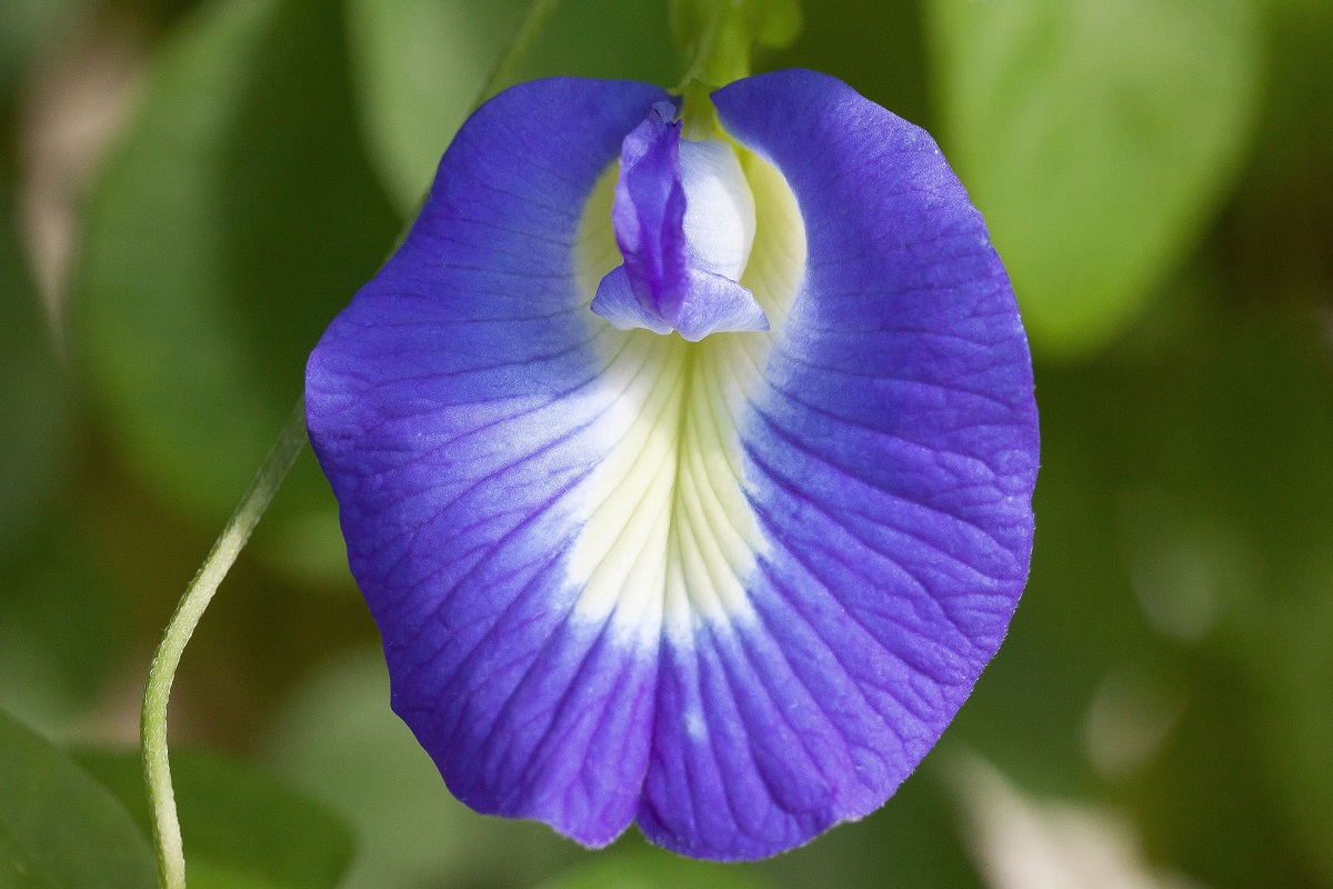 Clitoria ternatea