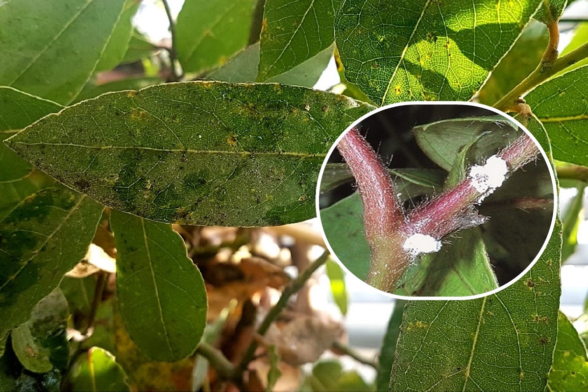 Cocciniglie sulle piante ornamentali