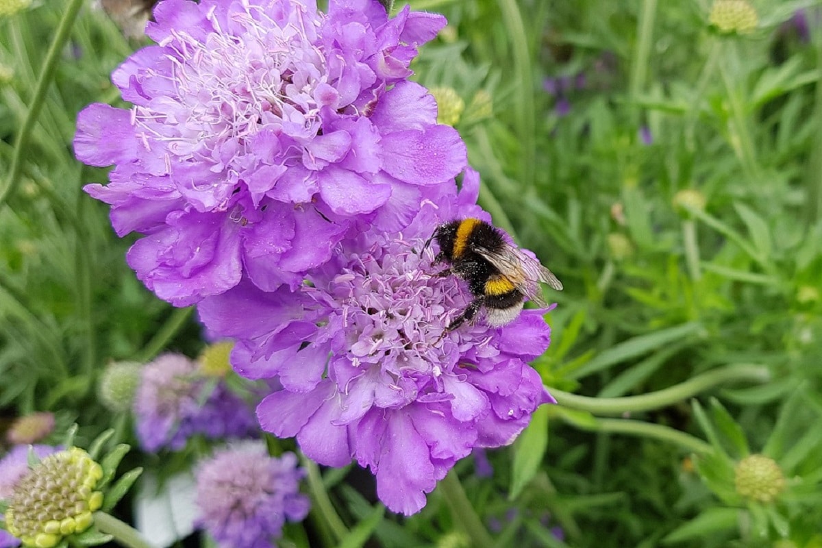 Scabiosa: A Garden Haven for Bees and Butterflies