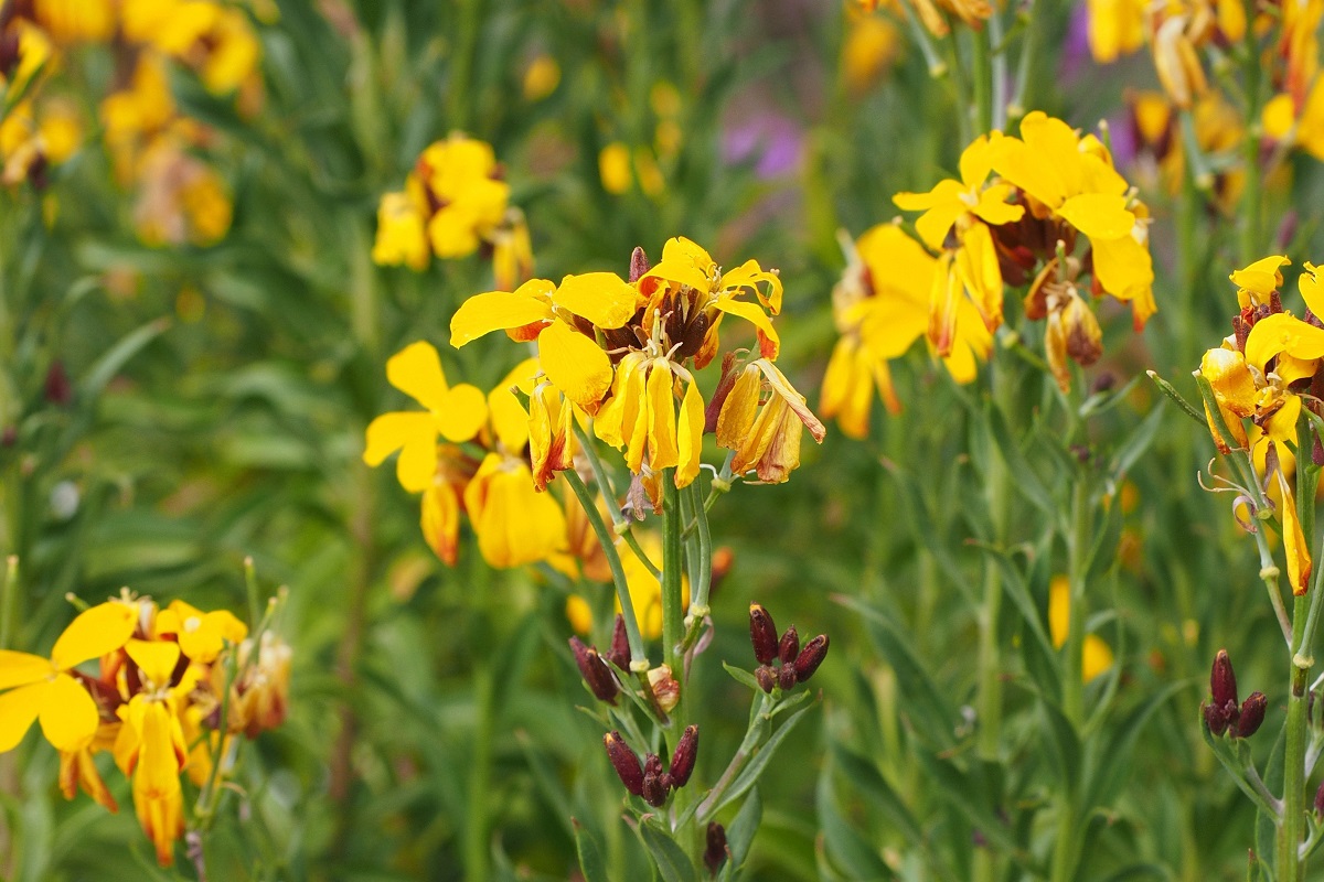 coltivare gli Erysimum