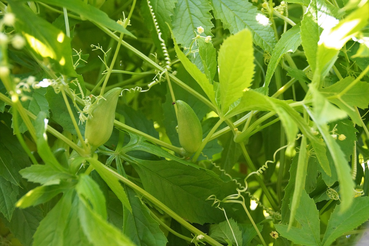 Cyclanthera pedata