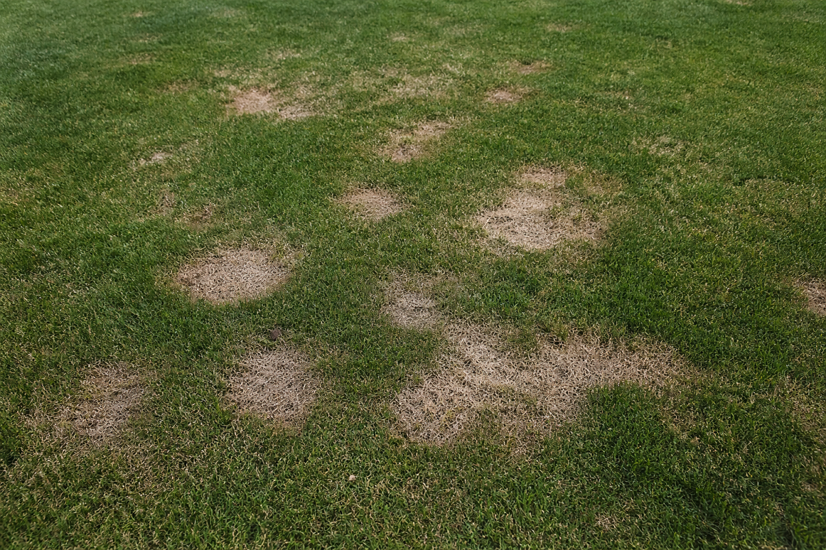 Dollar Spot nel prato