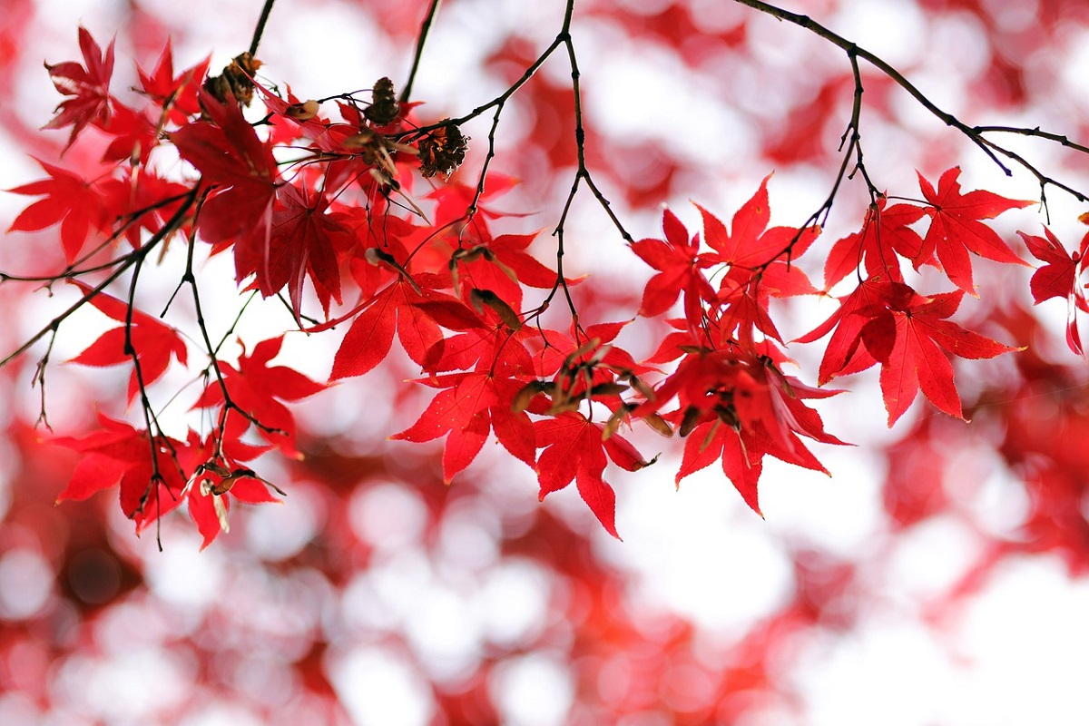 Fiori in autunno