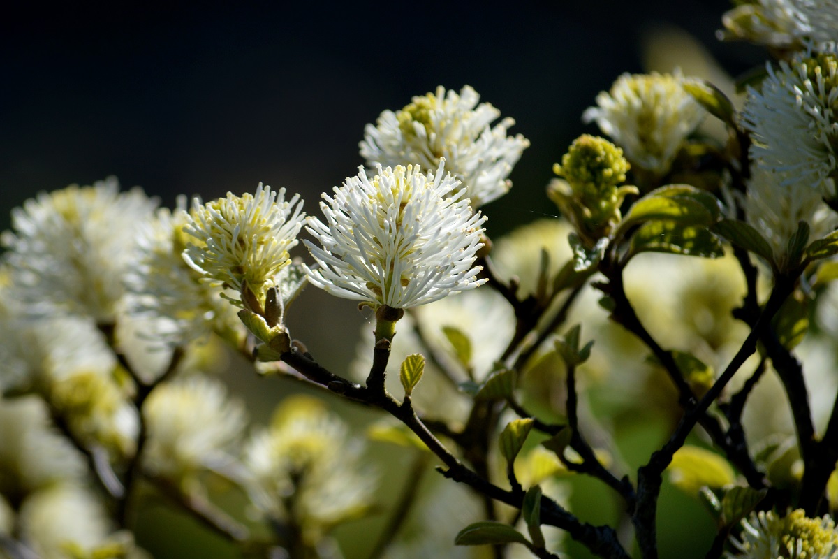Fothergilla major