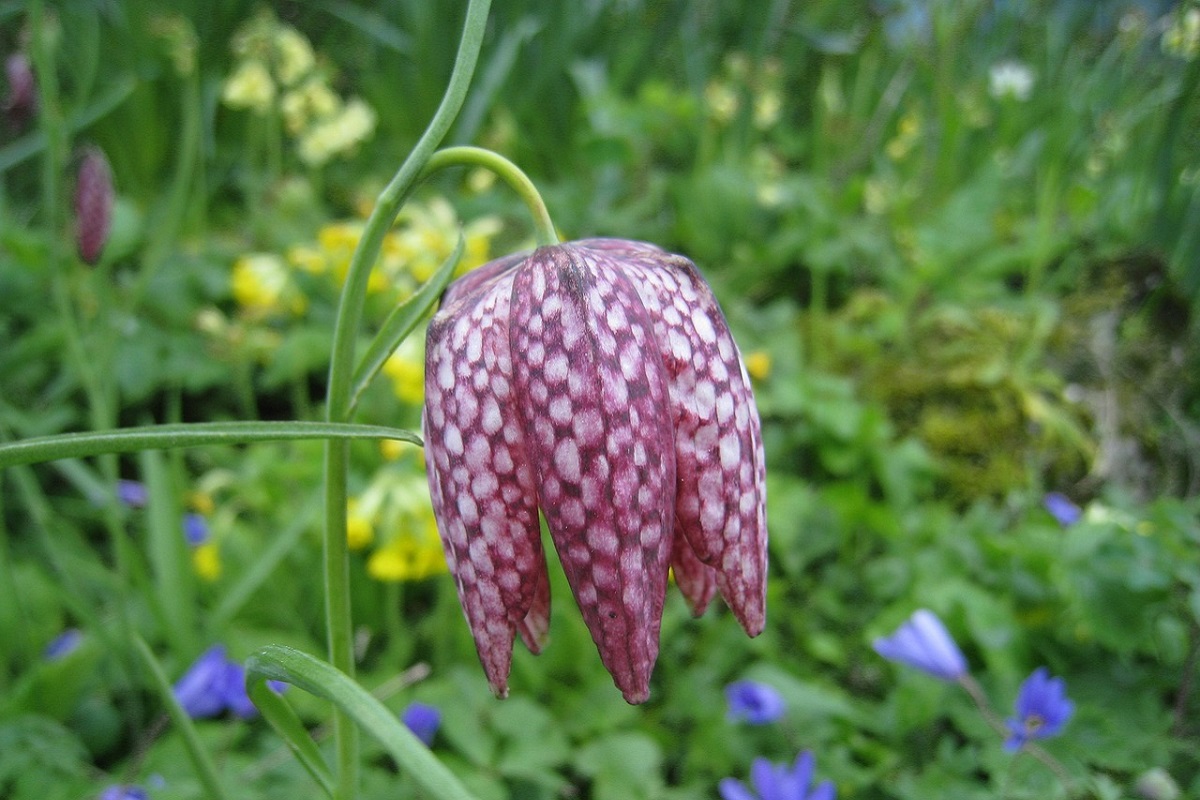 Fritillaria meleagris