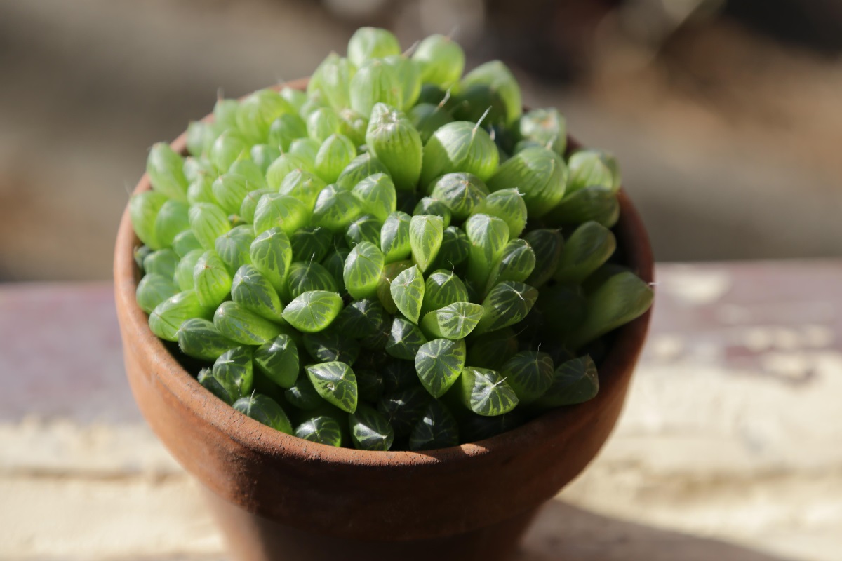 Haworthia cooperi