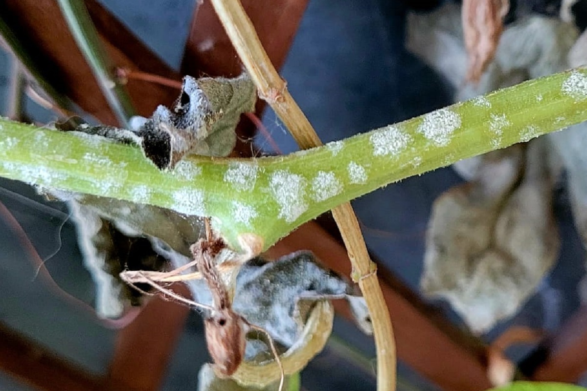 Idrossicarbonato di Sodio in giardino