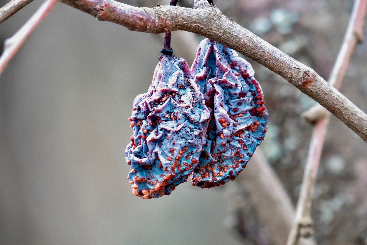 Malattie fungine in autunno