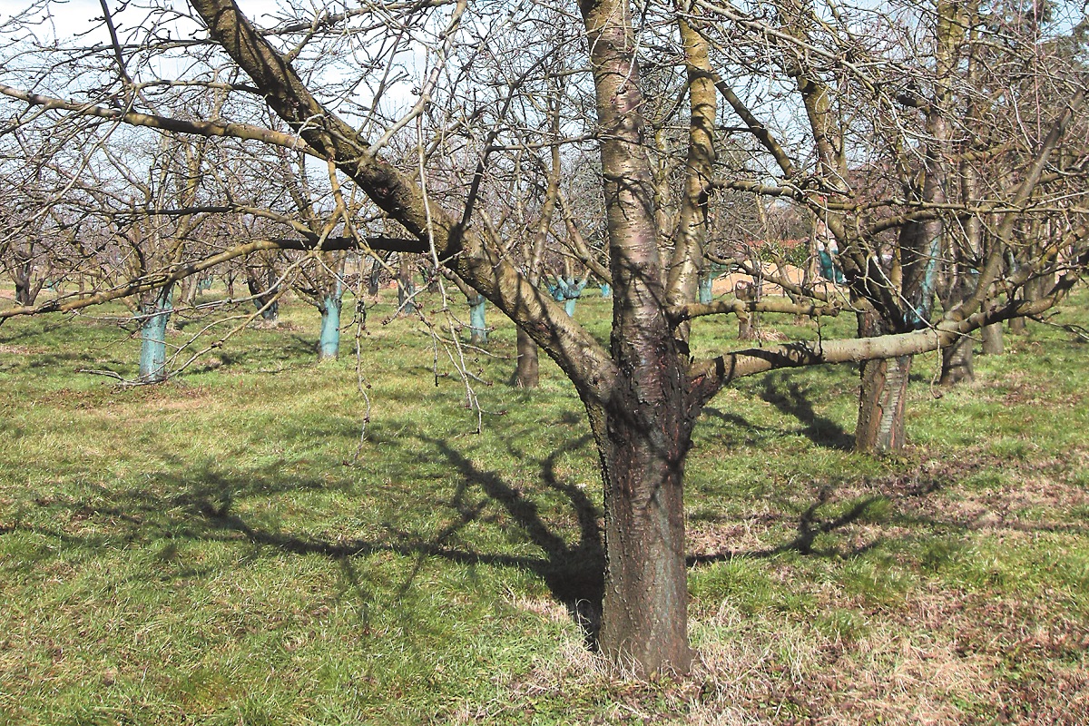 Malattie fungine sugli alberi da frutto