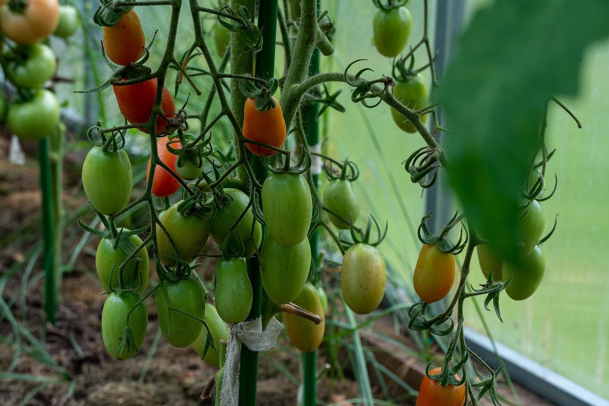 Marciumi apicali dei Pomodori