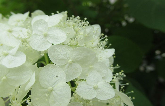 Climbing Hydrangea: Colours even in Autumn