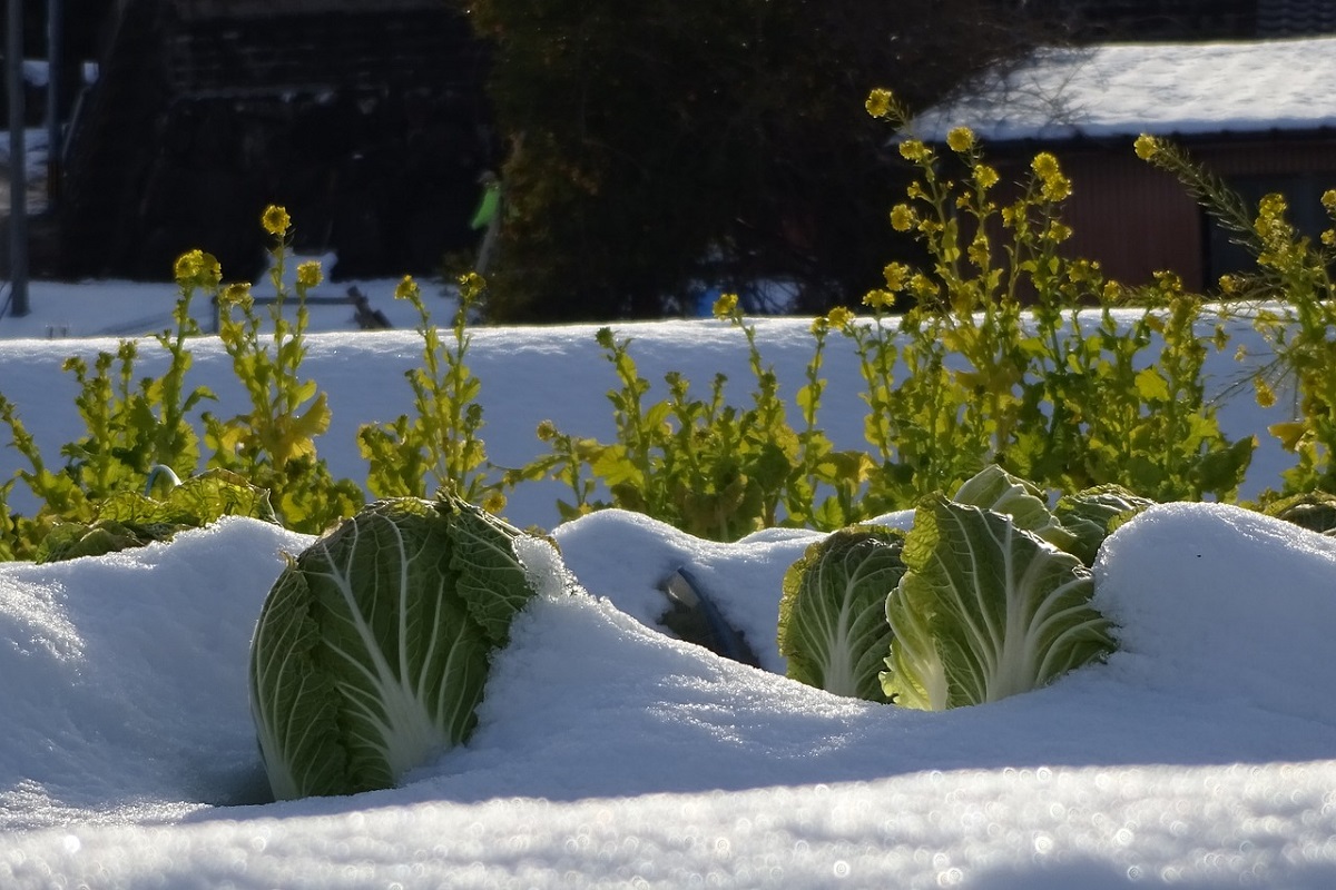 Orto in inverno