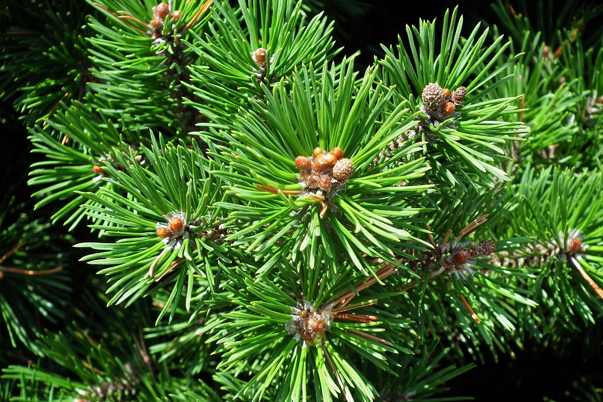 Pinus Mugo