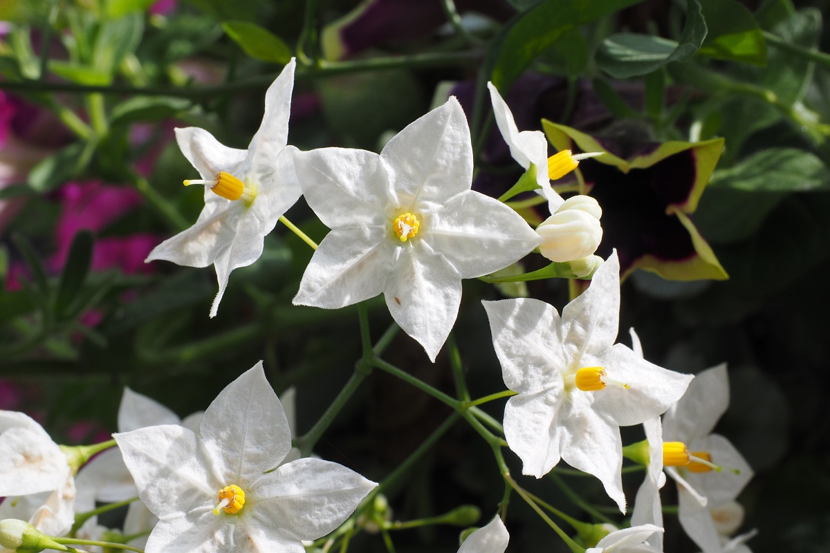Solanum jasminoides