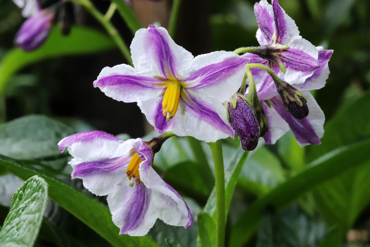 Solanum muricatum