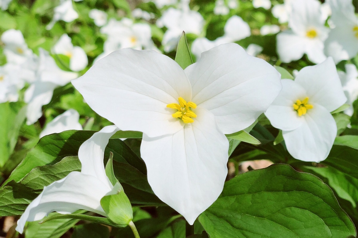 Trillium grandiflorum