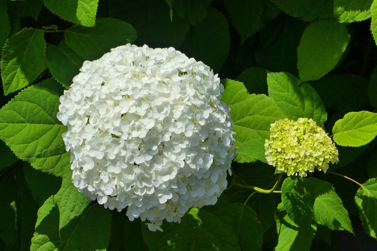 Viburnum opulus