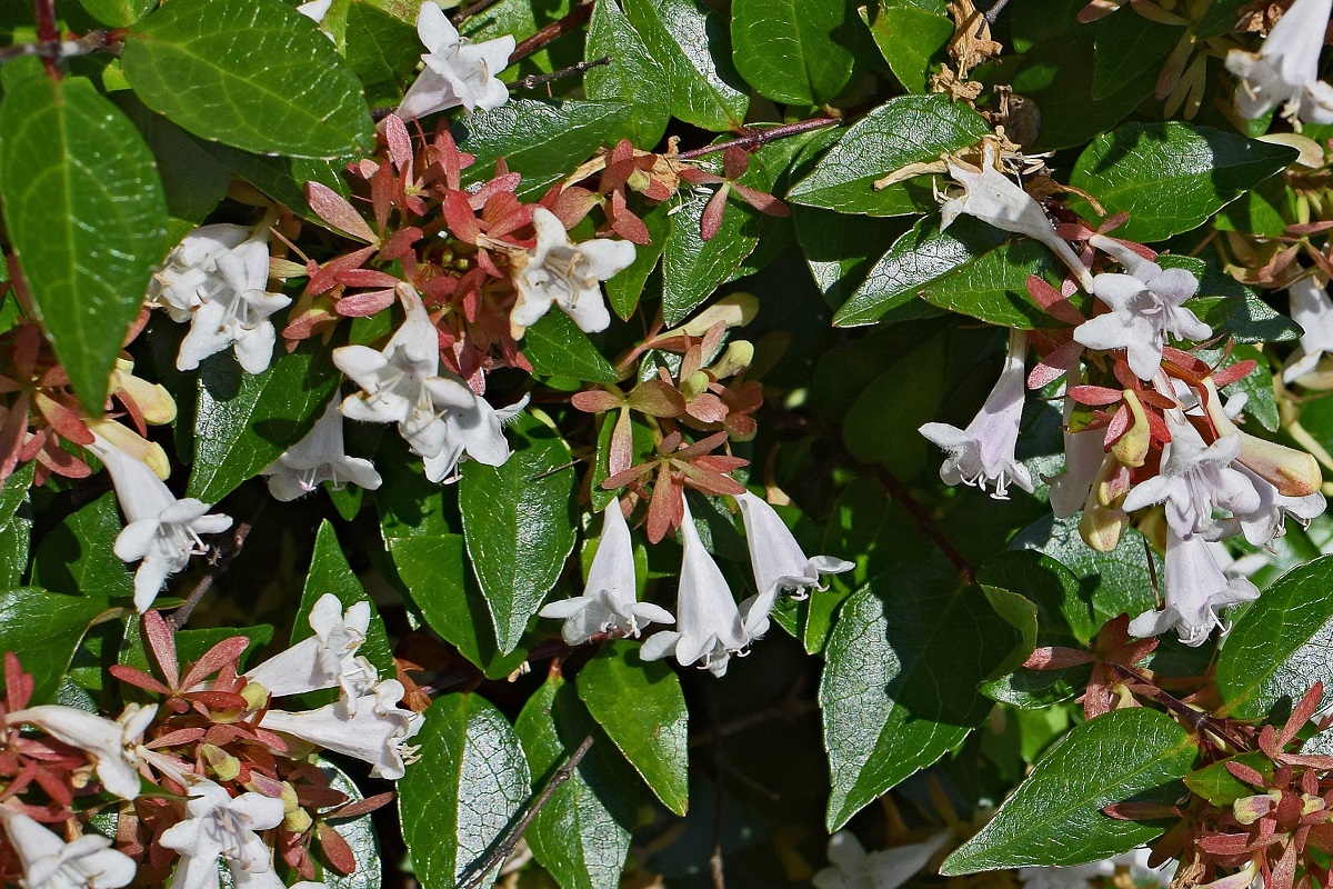 Abelia grandiflora