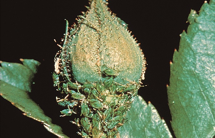 Eliminating Aphids from ornamental plants