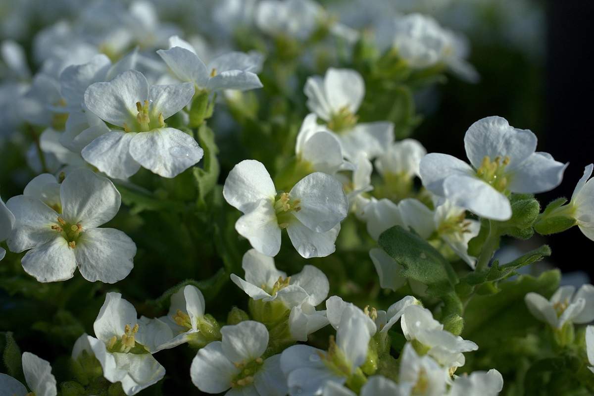 coltivare gli Arabis