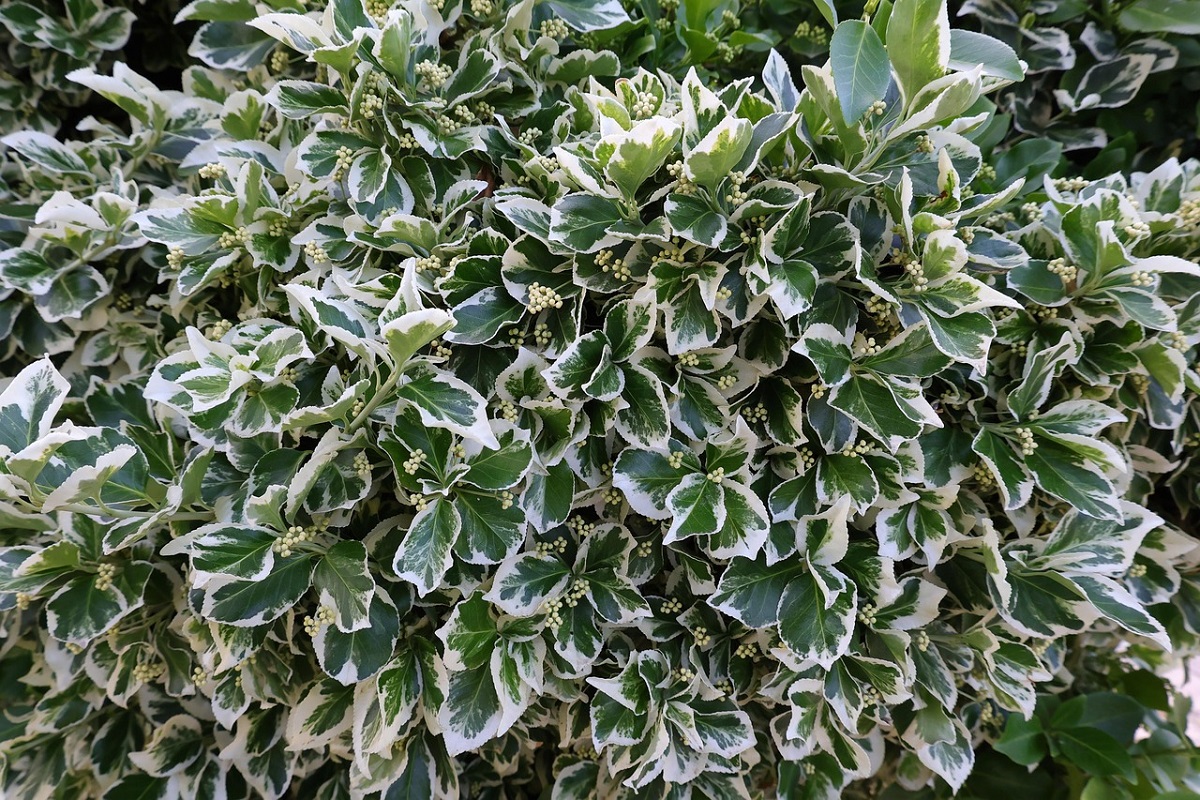 coltivare gli Euonymus