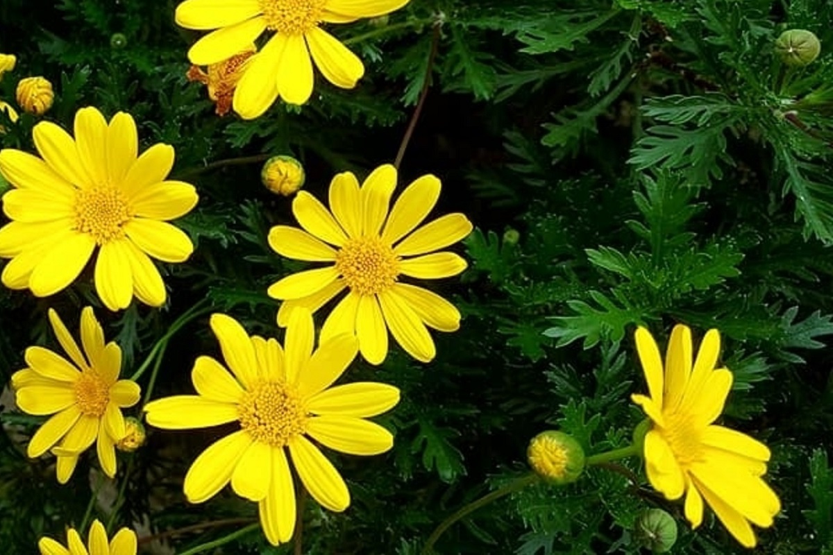 Come coltivare gli Euryops pectinatus in giardino e in vaso