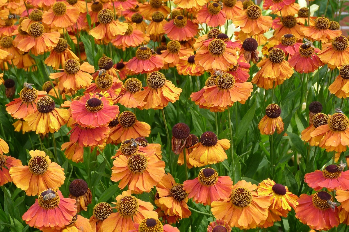 coltivare gli Helenium