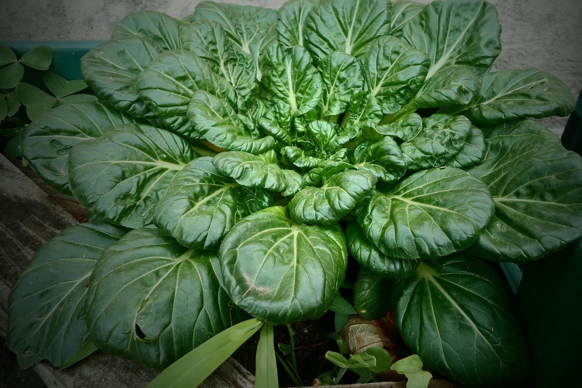 coltivare gli Spinaci