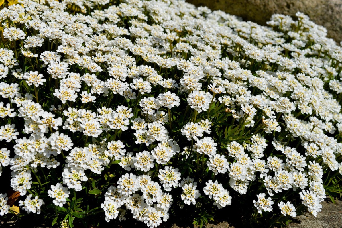coltivare gli Iberis