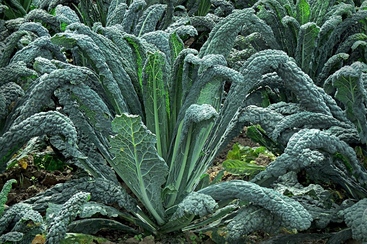 coltivare il Cavolo Nero