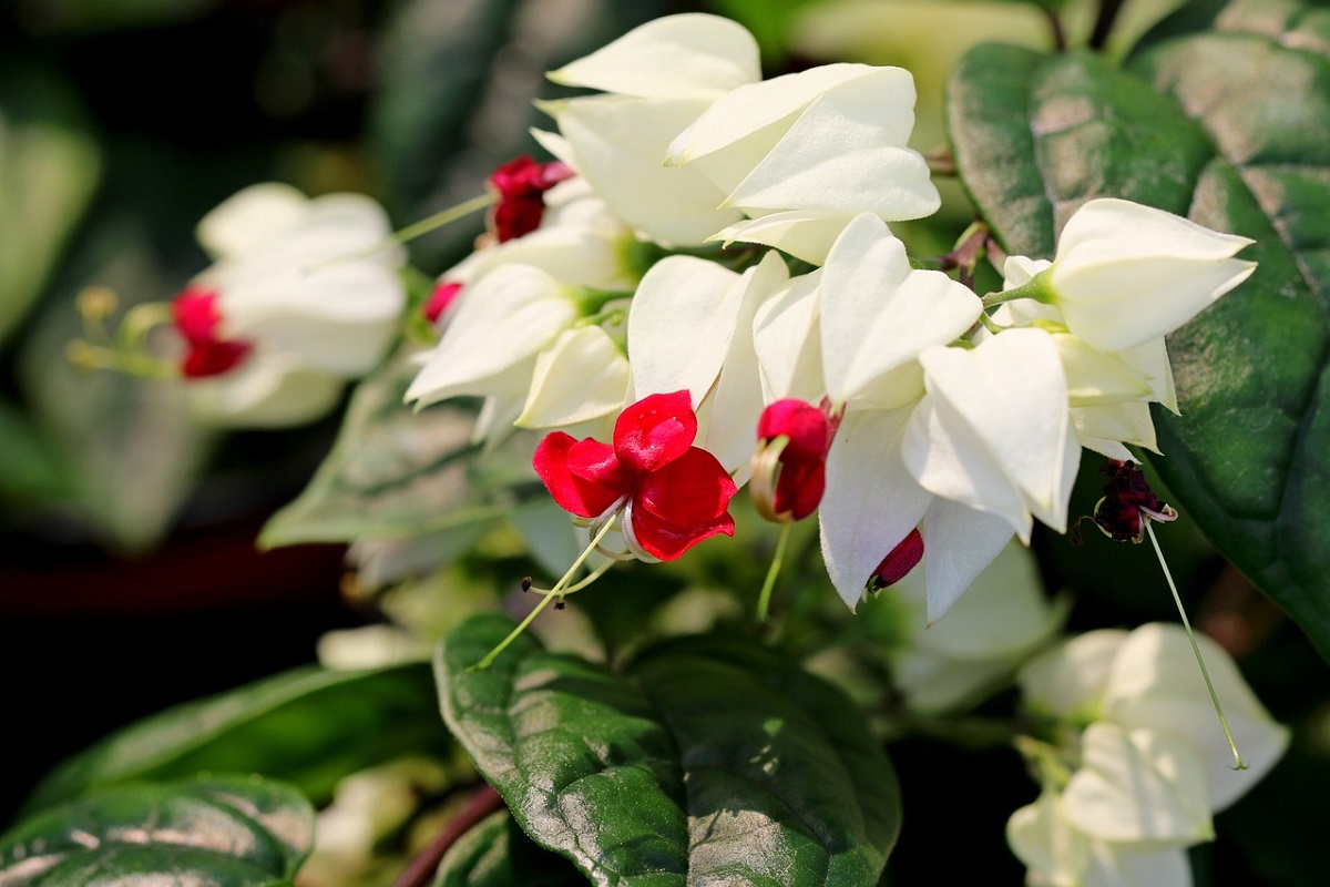 coltivare il Clerodendrum 