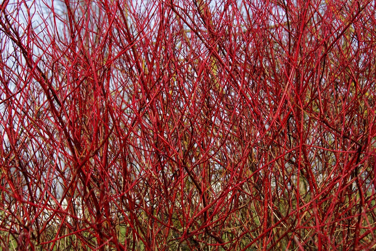 coltivare il Cornus alba