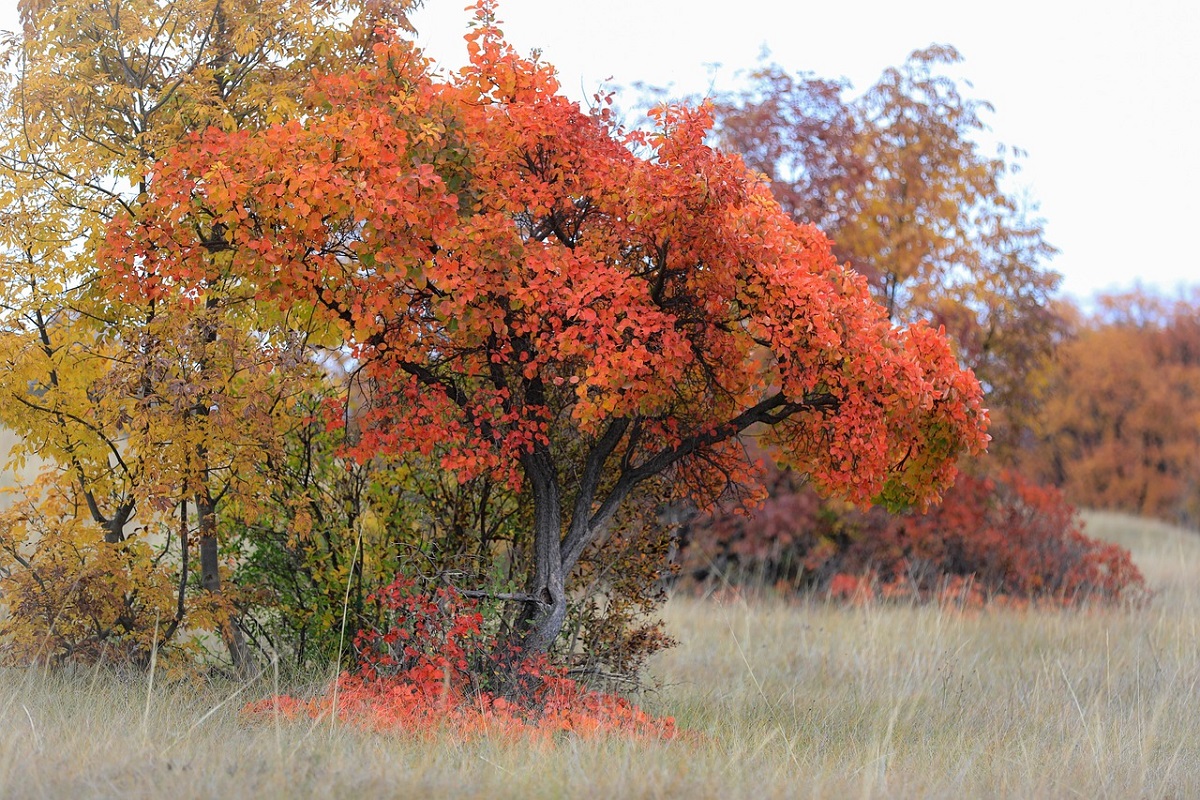 coltivare il Cotinus