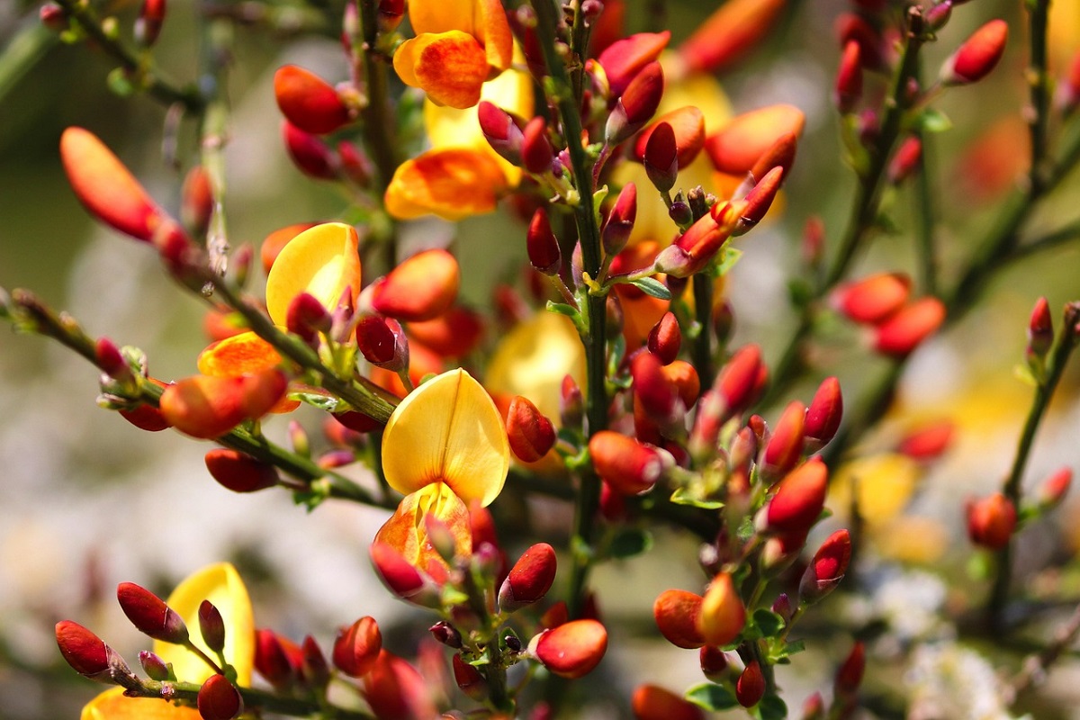 coltivare il Cytisus