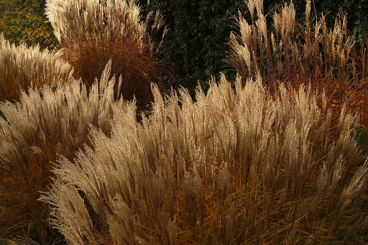 coltivare il Miscanthus