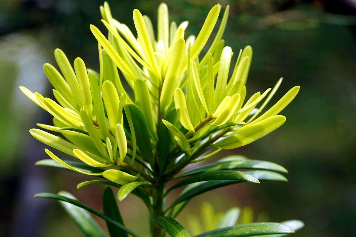 coltivare il Podocarpus