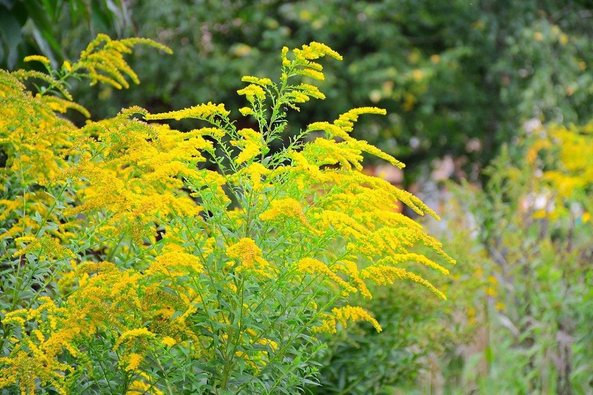 coltivare il Solidago