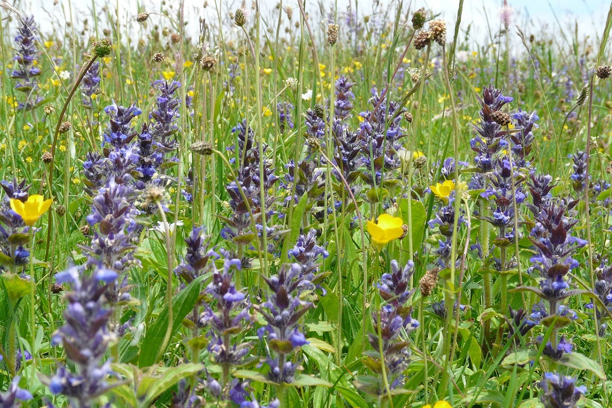 coltivare la Ajuga