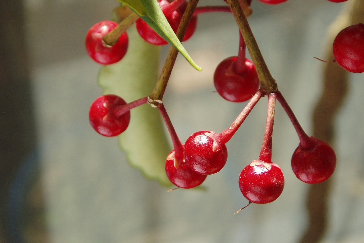 coltivare la Ardisia