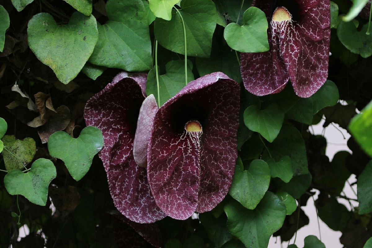 coltivare la Aristolochia