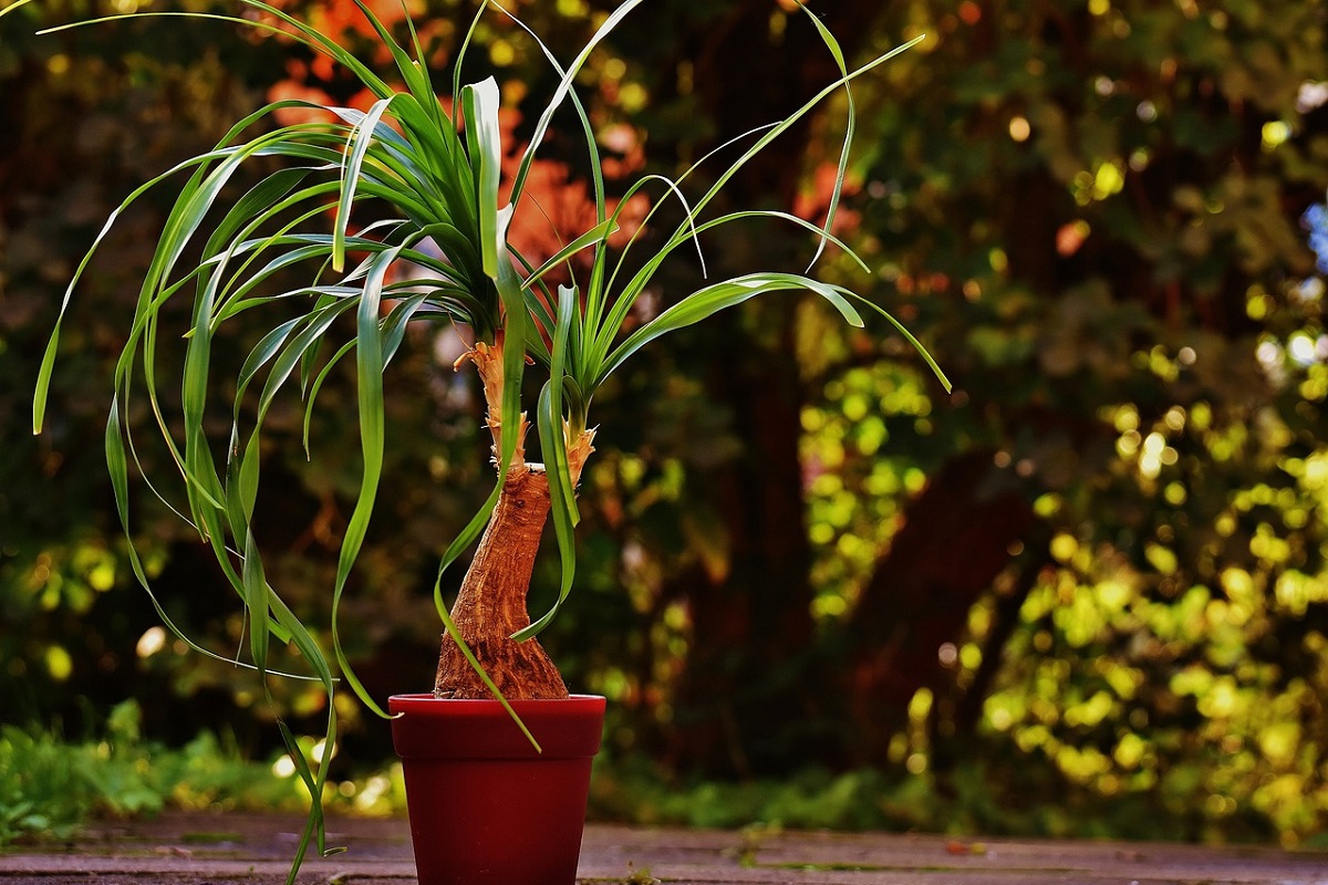 coltivare la Beaucarnea