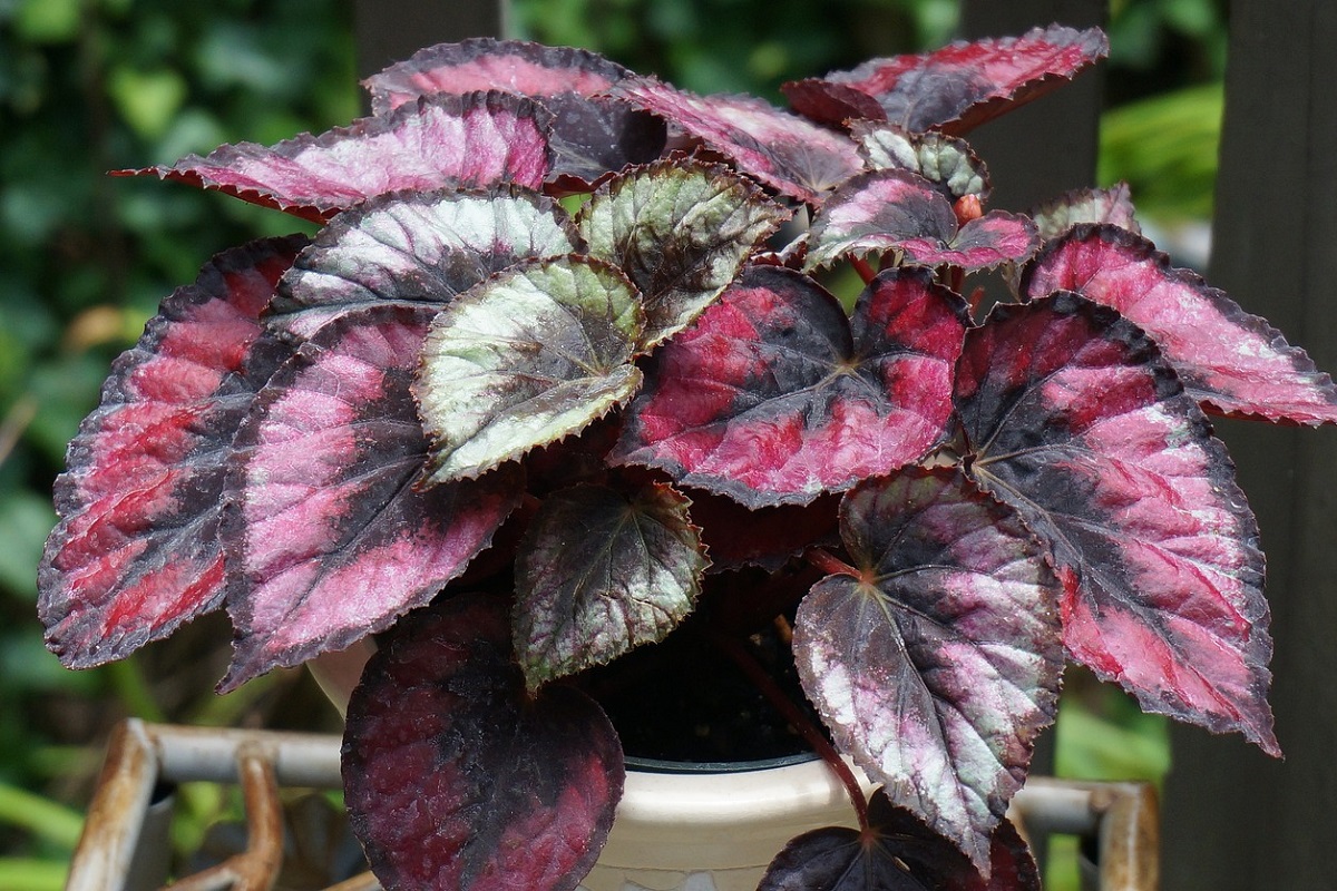 coltivare la Begonia rex